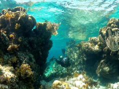 Les Bahamas prennent des mesures pour lutter contre la crise des récifs coralliens