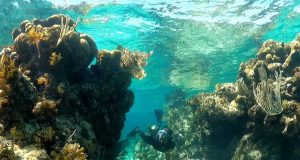 Les Bahamas prennent des mesures pour lutter contre la crise des récifs coralliens